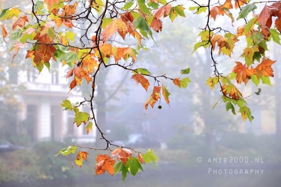 Mauritskade_leaves_autumn_scene_Amsterdam_fall_Urban_Street_Cityscape_Netherlands_Photography_001_Canon_EOS_R5_Mark_II.JPG
