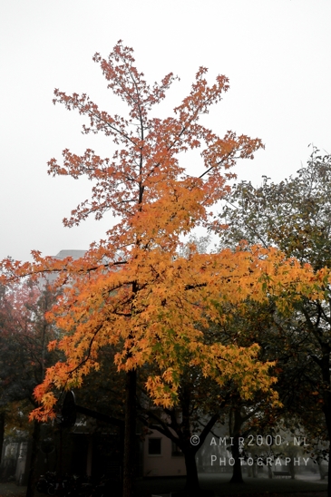 Sarphatistraat_Autumn_tree_silhouette_in_fog_Amsterdam_fall_Urban_Street_Cityscape_Netherlands_Photography_001_Canon_EOS_R5_Mark_II.JPG