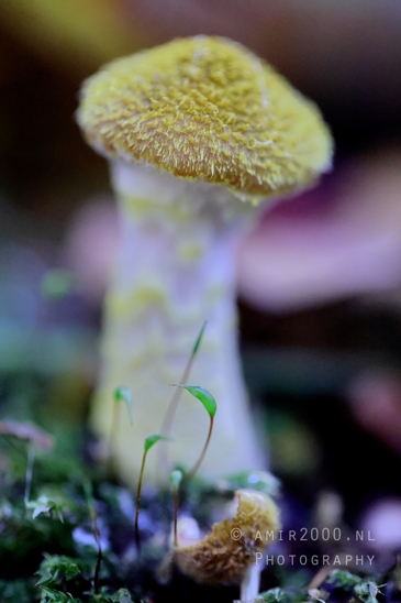 Another_Yellow_Mushroom_With_Textured_Cap_Macro_Photography_001_Canon_EOS_R5_Mark_II.JPG