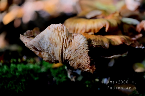 Brown_Mushroom_Cluster_with_Leaves_Macro_Photography_001_Canon_EOS_R5_Mark_II.JPG