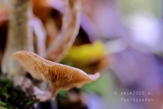 Brown_Mushroom_Gills_Leaves_Macro_Photography_001_Canon_EOS_R5_Mark_II.JPG