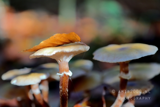 Brown_Mushrooms_Forest_Floor_with_leaf_Macro_Photography_001_Canon_EOS_R5_Mark_II.JPG