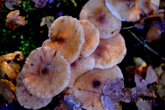 Brown_Mushrooms_On_Forest_Floor_Macro_Photography_001_Canon_EOS_R5_Mark_II.JPG
