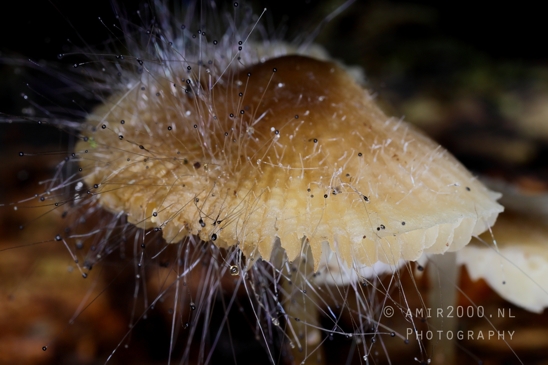 Close_Up_Mushroom_with_Hairlike_Structures_Macro_Photography_001_Canon_EOS_R5_Mark_II.JPG
