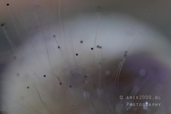 Close_Up_Mushroom_with_Spores_or_Hairlike_Structures_Macro_Photography_001_Canon_EOS_R5_Mark_II.JPG