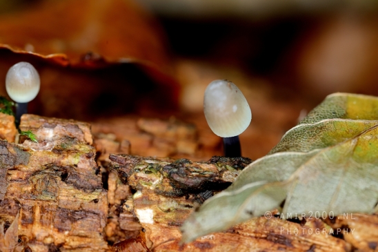Cluster_of_Small_Translucent_Mushrooms_on_Log_Macro_Photography_001_Canon_EOS_R5_Mark_II.JPG