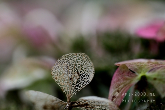 Decaying_leaf_Macro_Photography_001_Canon_EOS_R5_Mark_II.JPG