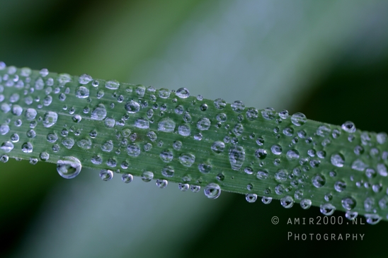 Dew_Covered_grass_Close_Up_Macro_Photography_001_Canon_EOS_R5_Mark_II.JPG