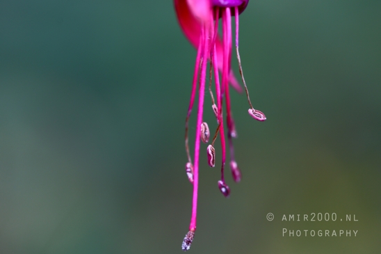 Flower_With_Pink_Petals_Closeup_Macro_Photography_001_Canon_EOS_R5_Mark_II.JPG