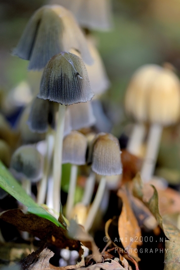 Group_of_small_Mushroom_Macro_Photography_001_Canon_EOS_R5_Mark_II.JPG