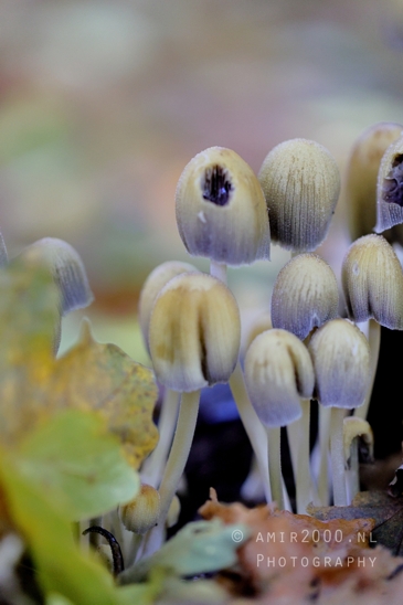 Group_of_small_Mushroom_Macro_Photography_002_Canon_EOS_R5_Mark_II.JPG
