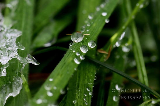 Ice_and_water_rain_drops_on_a_grass_Macro_Photography_001_Canon_EOS_R5_Mark_II.JPG