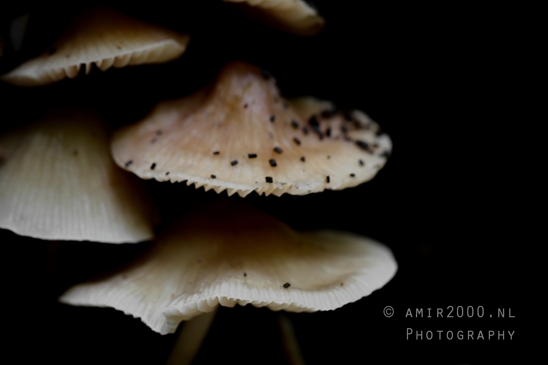 Layered_Mushrooms_Closeup_Forest_Floor_Macro_Photography_001_Canon_EOS_R5_Mark_II.JPG