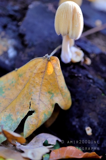 Leaf_with_Mushroom_Close_Up_Macro_Photography_001_Canon_EOS_R5_Mark_II.JPG
