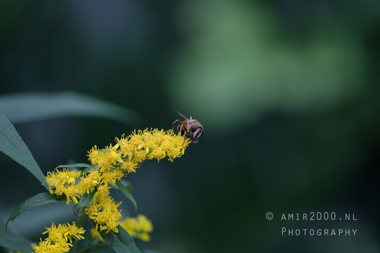 Macro_bee_on_flower_nature_Photography_002_Canon_EOS_R5_Mark_II.JPG