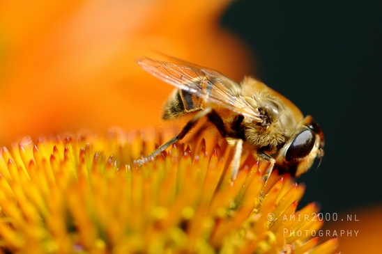 Macro_bee_on_flower_nature_Photography_003_Canon_EOS_R5_Mark_II.JPG