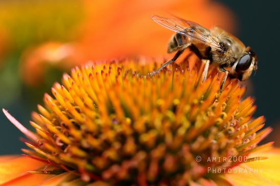 Macro_bee_on_flower_nature_Photography_005_Canon_EOS_R5_Mark_II.JPG