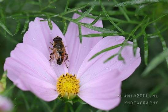 Macro_bee_on_flower_nature_Photography_006_Canon_EOS_R5_Mark_II.JPG