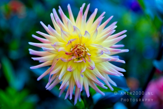 Macro_the_beauty_of_flowers_nature_flower_Photography_016_Canon_EOS_R5_Mark_II.JPG