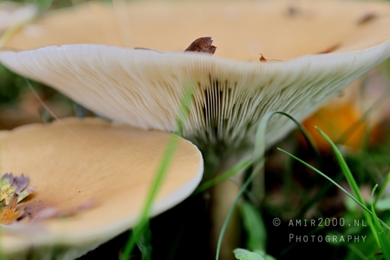 Mushroom_Cap_Gills_Giant_Funnel_fungi_Close_Up_Macro_Photography_001_Canon_EOS_R5_Mark_II.JPG