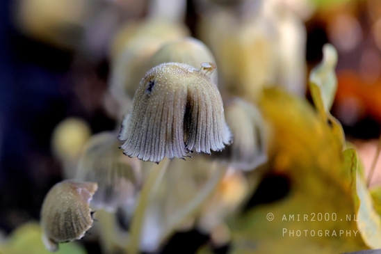 Mushroom_Cluster_Under_Trees_with_bug_Macro_Photography_001_Canon_EOS_R5_Mark_II.JPG