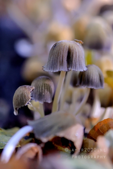 Mushroom_Cluster_Under_Trees_with_bug_Macro_Photography_002_Canon_EOS_R5_Mark_II.JPG