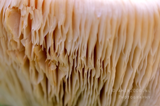 Mushroom_Gills_Giant_Funnel_fungi_Close_Up_Macro_Photography_001_Canon_EOS_R5_Mark_II.JPG