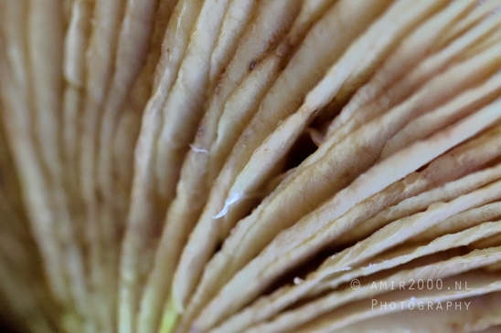 Mushroom_Gills_Giant_Funnel_fungi_Close_Up_Macro_Photography_002_Canon_EOS_R5_Mark_II.JPG
