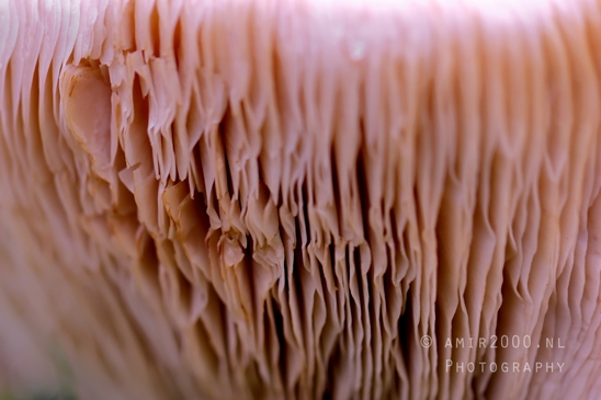 Mushroom_Gills_Giant_Funnel_fungi_Macro_Photography_001_Canon_EOS_R5_Mark_II.JPG