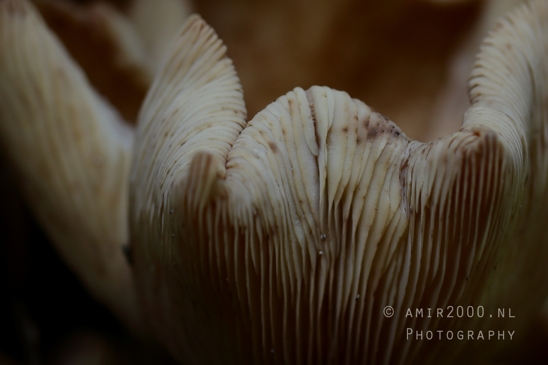 Mushroom_Gills_Giant_Funnel_fungi_Macro_Photography_002_Canon_EOS_R5_Mark_II.JPG