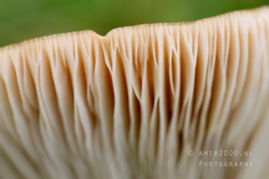 Mushroom_Gills_Giant_Funnel_fungi_Macro_Photography_003_Canon_EOS_R5_Mark_II.JPG