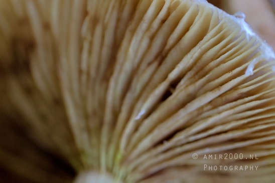 Mushroom_Gills_Giant_Funnel_fungi_Macro_Photography_004_Canon_EOS_R5_Mark_II.JPG