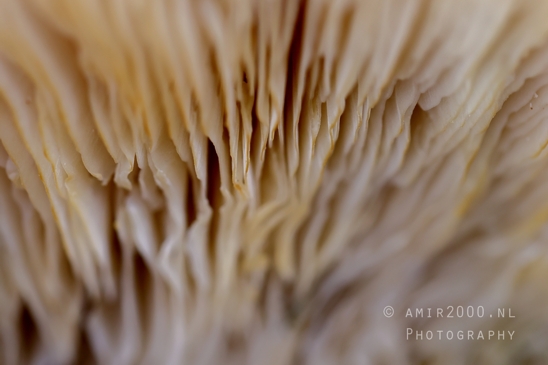 Mushroom_Gills_Giant_Funnel_fungi_Textured_Close_Up_Macro_Photography_001_Canon_EOS_R5_Mark_II.JPG