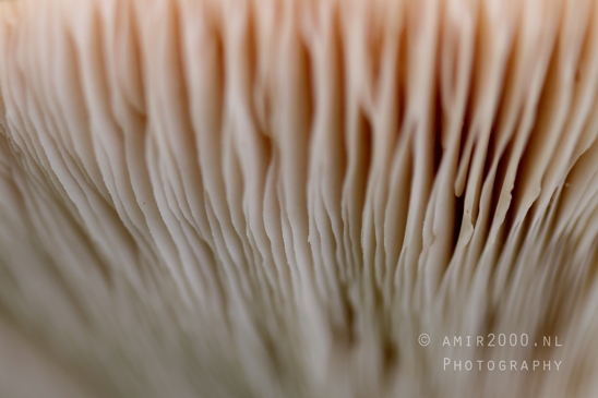 Mushroom_Gills_Giant_Funnel_fungi_another_angle_Macro_Photography_001_Canon_EOS_R5_Mark_II.JPG