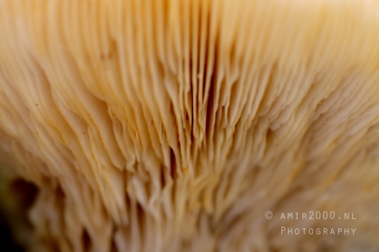 Mushroom_Gills_Giant_Funnel_fungi_closeup_Macro_Photography_001_Canon_EOS_R5_Mark_II.JPG