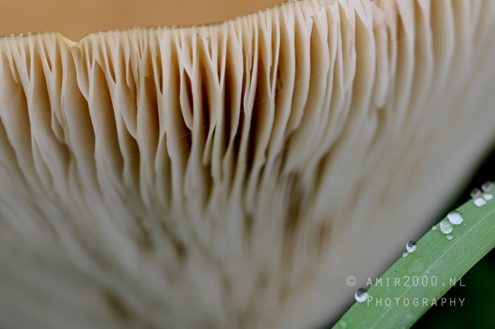 Mushroom_Gills_Giant_Funnel_fungi_green_Macro_Photography_001_Canon_EOS_R5_Mark_II.JPG