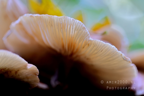 Mushroom_Gills_Giant_Funnel_fungi_texture_Macro_Photography_001_Canon_EOS_R5_Mark_II.JPG