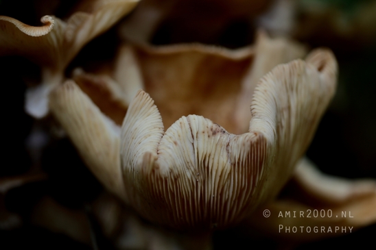 Mushroom_Gills_Giant_Funnel_fungi_texture_Macro_Photography_002_Canon_EOS_R5_Mark_II.JPG