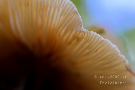 Mushroom_Gills_Giant_Funnel_fungi_textures_Macro_Photography_001_Canon_EOS_R5_Mark_II.JPG