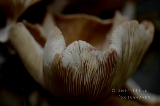 Mushroom_Gills_Giant_Funnel_fungi_textures_Macro_Photography_002_Canon_EOS_R5_Mark_II.JPG