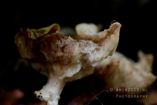 Mushroom_With_Rough_Texture_Different_Angle_Macro_Photography_001_Canon_EOS_R5_Mark_II.JPG