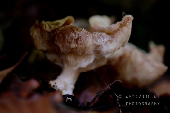 Mushroom_With_Rough_Texture_Side_View_Macro_Photography_001_Canon_EOS_R5_Mark_II.JPG