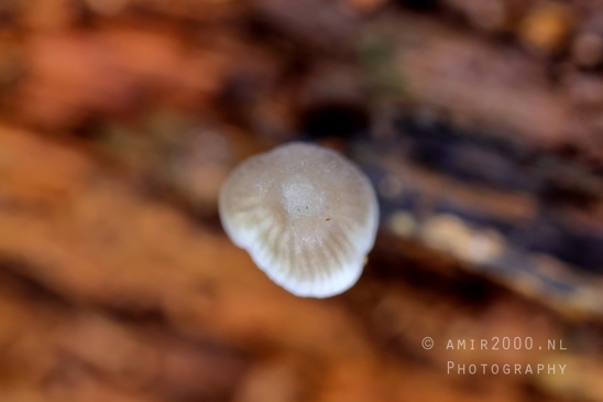 Mushroom_from_the_top_forest_floor_Macro_Photography_001_Canon_EOS_R5_Mark_II.JPG