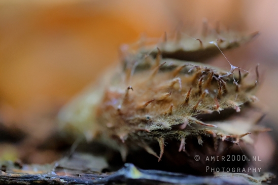 Mushroom_pieces_Macro_Photography_001_Canon_EOS_R5_Mark_II.JPG
