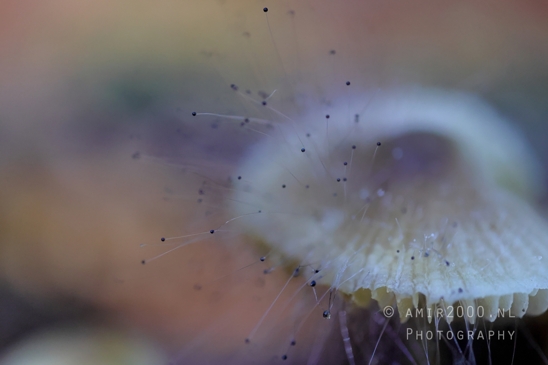 Mushroom_with_Hairlike_Structures_Among_Leaves_Macro_Photography_001_Canon_EOS_R5_Mark_II.JPG