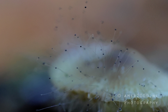 Mushroom_with_Hairlike_Structures_Close_Up_Macro_Photography_001_Canon_EOS_R5_Mark_II.JPG