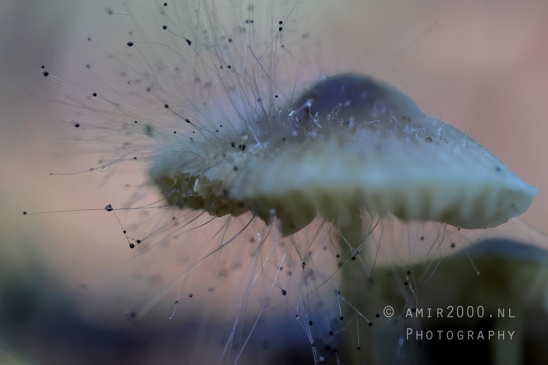 Mushroom_with_Hairlike_Structures_Macro_Photography_001_Canon_EOS_R5_Mark_II.JPG