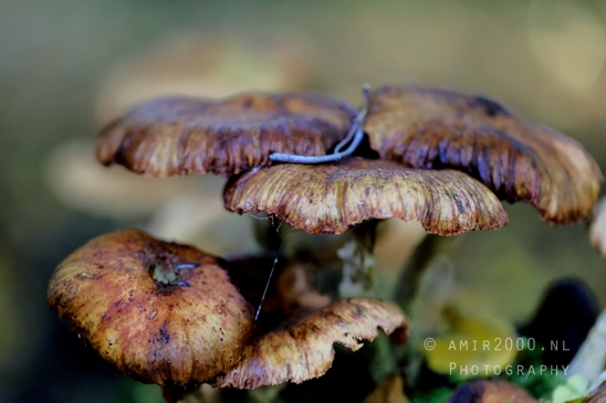 Mushroom_with_Ruffled_Edges_Macro_Photography_001_Canon_EOS_R5_Mark_II.JPG