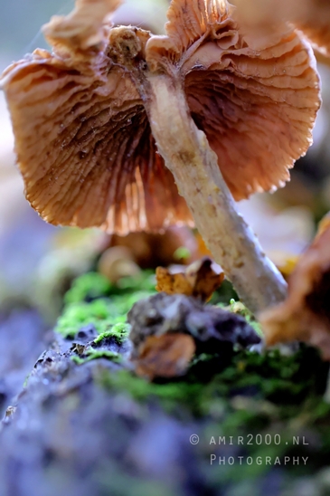 Mushrooms_Next_to_Moss_Macro_Photography_001_Canon_EOS_R5_Mark_II.JPG