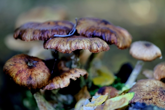 Mushrooms_on_Fallen_Leaves_Macro_Photography_001_Canon_EOS_R5_Mark_II.JPG